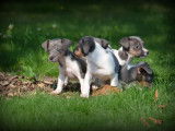 Chiots Jack Russell bleu lilac à vendre