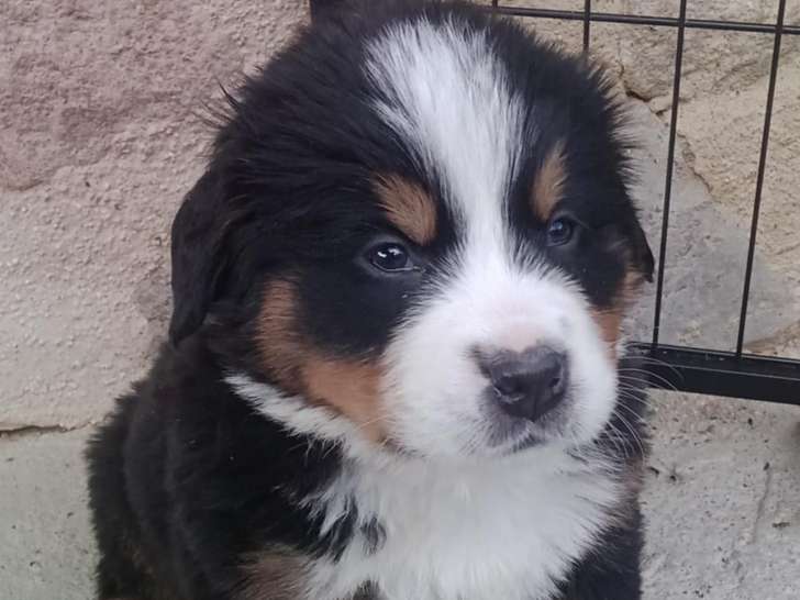 Chiots Bouvier Bernois non LOF à vendre