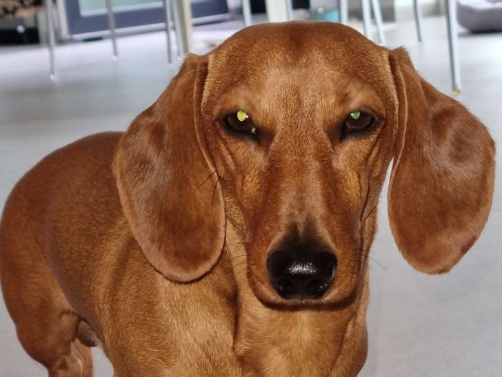 Superbe modèle de Teckel nain fauve à poils ras disponible pour saillie