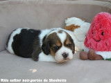 Chiots Beagle LOF disponibles à la réservation
