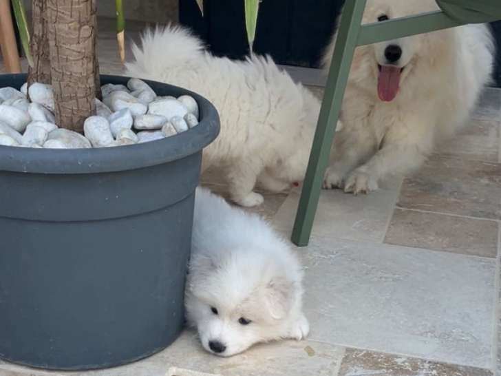 Chiot Samoyède femelle à vendre