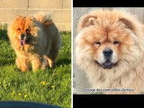 Chiots Chow Chow LOF à naître