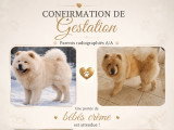 Chiots Chow Chow LOF à naître