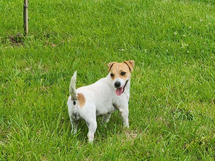 Femelle Jack Russell Terrier à vendre