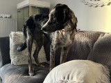 Uma, jeune Beauceron pleine d’amour