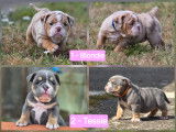 Chiots Bouledogue Anglais à vendre