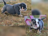 Chiots Bouledogue Anglais à vendre