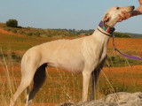 Amal, superbe et douce Galga beige à adopter
