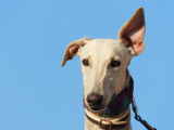 Amal, superbe et douce Galga beige à adopter