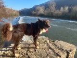 Superbe Border Collie Mâle de 4 ans disponible pour saillie