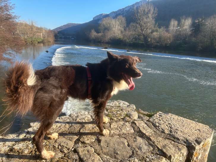 Superbe Border Collie Mâle de 4 ans disponible pour saillie