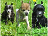 Chiots Chiens Chinois LOF à vendre