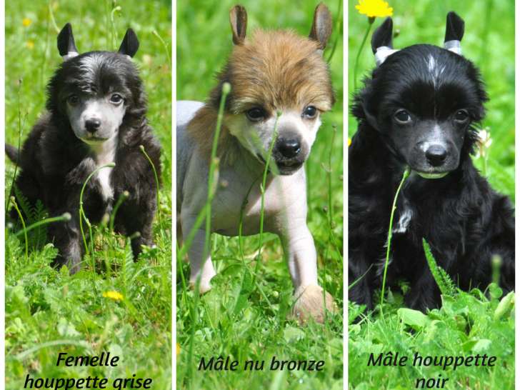 Chiots Chiens Chinois LOF à vendre