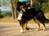 Coco, croisé Border Collie au regard profond à adopter