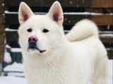 Chien mâle Akita Inu à vendre