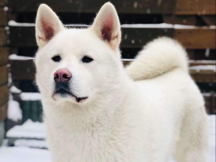 Chien mâle Akita Inu à vendre