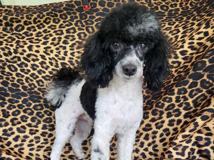 Ulys petit mâle caniche toy noir et blanc