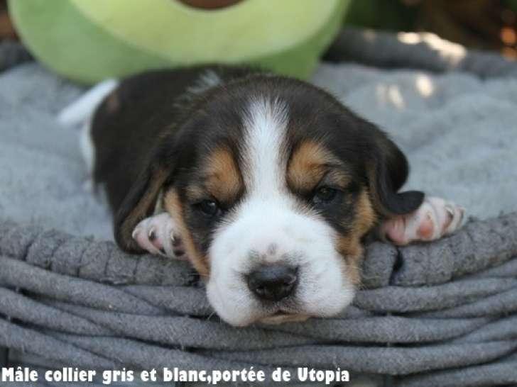 Chiots Beagle LOF à vendre