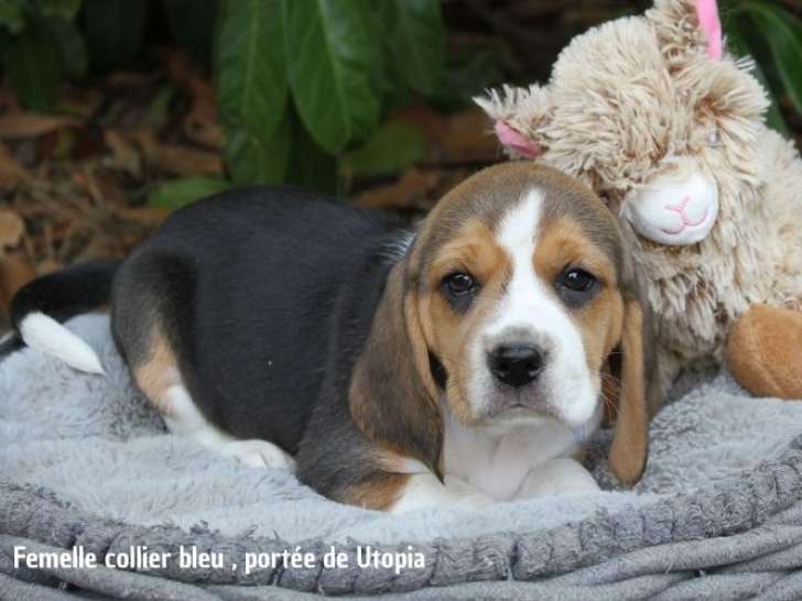 Chiots Beagle LOF à vendre
