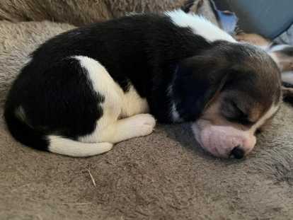 Chiots Beagle à vendre