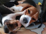 Chiots Beagle à vendre