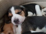 Chiots Beagle à vendre