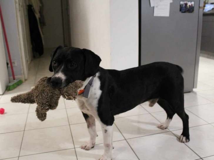 Le mignon Pacha, croisé Dogue à adopter