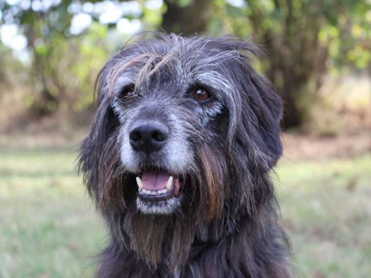 Max, gentil Korthals à adopter en association