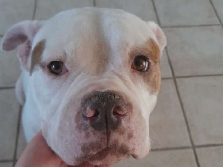 Taïka, craquante Bouledogue Américaine à adopter en association