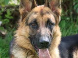 Sancho, Berger Allemand à adopter en association