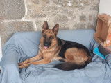 Sancho, Berger Allemand à adopter en association