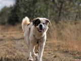 Isatis, femelle Saint-Bernard au grand cœur à adopter en association