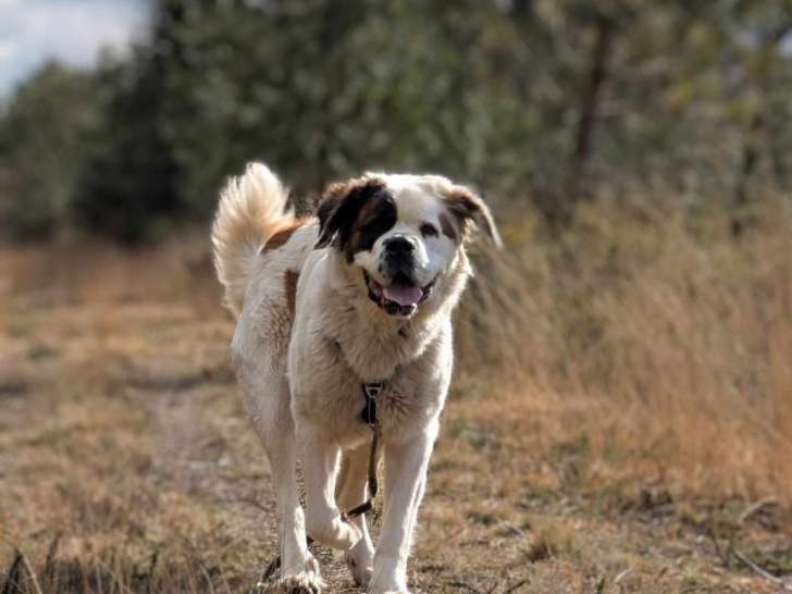 Isatis, femelle Saint-Bernard au grand cœur à adopter en association