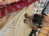 Chiots femelles Bullmastiff LOF à vendre