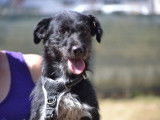 Petite chienne adorable à adopter