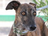 Magnifique Lévrier bringé à adopter