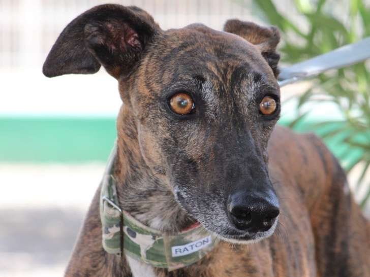Magnifique Lévrier bringé à adopter