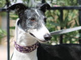 Miran, Galgo toujours en quête de câlins à adopter