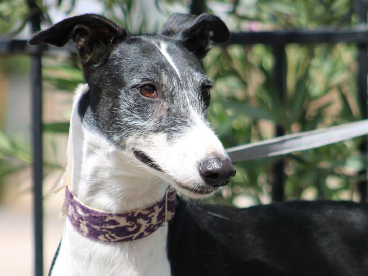 Miran, Galgo toujours en quête de câlins à adopter