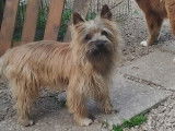 Chien Cairn Terrier adulte à vendre