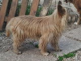 Chien Cairn Terrier adulte à vendre
