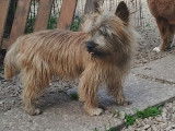 Chien Cairn Terrier adulte à vendre