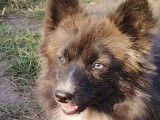 Magnifique femelle Pomsky à vendre