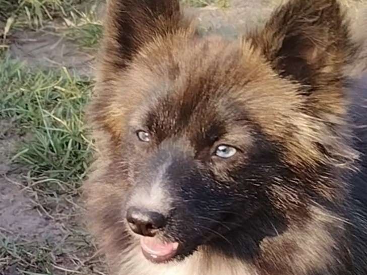 Magnifique femelle Pomsky à vendre