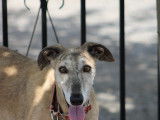 Dama, magnifique Galga à adopter