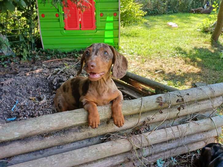 Chiots Teckel Nain à poil court à vendre