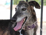Duque, splendide Galgo Espagnol à adopter