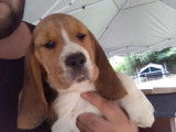 4 chiots mâles Beagles LOF disponibles à la vente