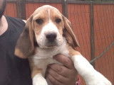 4 chiots mâles Beagles LOF disponibles à la vente