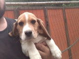 4 chiots mâles Beagles LOF disponibles à la vente